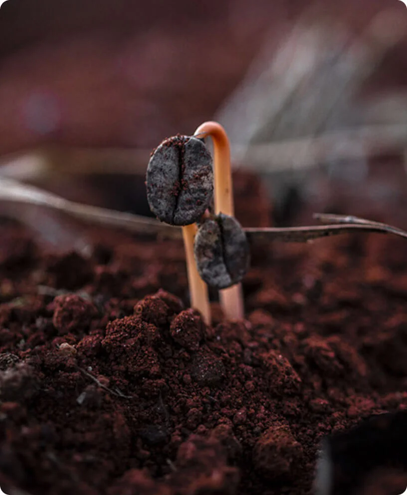 All'origine del gusto